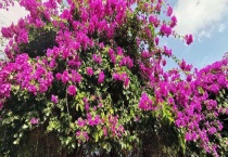 三角梅是否有毒 对人体是否有害 可以养在室内吗？