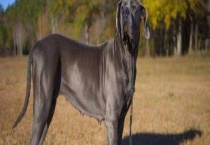 大丹犬价格多少钱一只？会攻击主人吗？