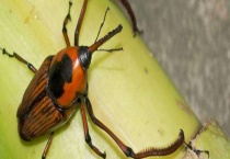 象鼻虫防治用什么药好 附危害种类及症状