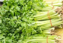 芹菜是直根系还是须根系