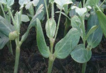 西瓜高脚苗怎么办？