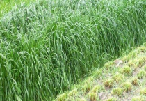 鹅爱吃的牧草有哪些 这些牧草有什么生活习性