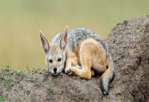 狈是一种什么动物 关于狈的民间传说