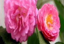 蔷薇花什么时候开？不开花的原因是什么？