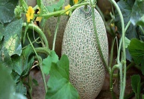 哈密瓜种类名称 不同品种各具特点