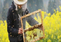 一个蜂箱双王的养法 双王群怎样管理