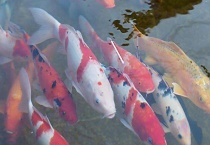 草锦鲤和锦鲤有什么不同 锦鲤有哪些主要品系