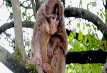 猴子能活多少年 猴子吃什么食物 猴子能成为宠物吗？