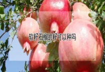 软籽石榴的籽可以种吗？