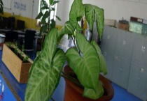 合果芋有毒吗？