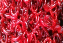 红虫怎么养不会死？详细如下