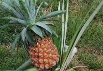 菠萝树长什么样