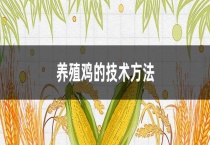 养殖鸡的技术多久？