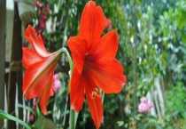 对红花与朱顶红区别？