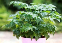 幸福树怎么复活