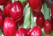 矮化大樱桃苗结果需要几年 有哪些注意事项