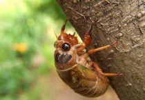 下雨知了猴会出来吗？