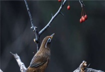 顶级画眉鸟斗料配方