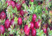 蔓越莓是什么水果 采收方法有哪些？