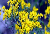 野菊花晾晒多久？