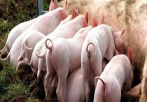 母猪产后疾病的治疗方案 附产后拒食处理办法