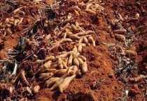 雪莲果怎么种植