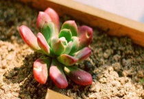 南方多肉配土比例