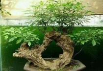 无根黄荆老桩怎么栽培