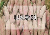 地瓜和红薯的区别？