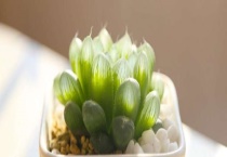 姬玉露干瘪怎么办 原因是什么？