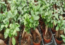 人参榕掉叶子怎么回事 人参榕频繁变更位置有哪些后果