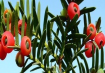 东北红豆杉需要多久才能结果 有什么生长习性