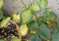 月季黄叶的原因？