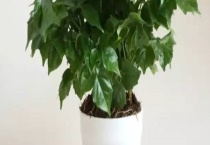 幸福树的生长习性 温度、湿度、光照、基质要求