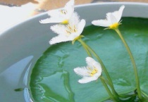 一叶莲开花时间很短吗？