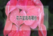 花卉盆栽有哪些？