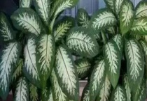 红叶万年青放客厅好吗？