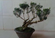 黄杨叶子干枯能活吗？