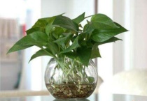 绿萝透明盆是存水的吗？