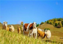 畜牧业包含哪些？