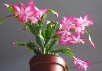 蟹爪兰没接活怎么办？