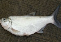 路亚翘嘴用什么调性竿 附竿型定义与硬度论述