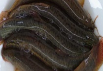 泥鳅养殖池的水质管理方法 泥鳅养殖场需要注意的问题及对策