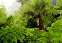 桫椤是什么植物