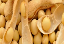 黄豆可不可以生吃 黄豆打豆浆的多久？