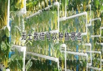 无土栽培可以种植哪些？