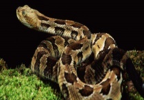 蛇蟒蚺蝰有什么区别？？