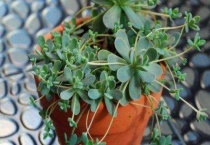 子持莲华怎么养殖多久？