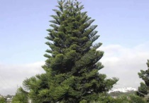 什么是异叶南洋杉