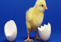 小鸡长大要多久？